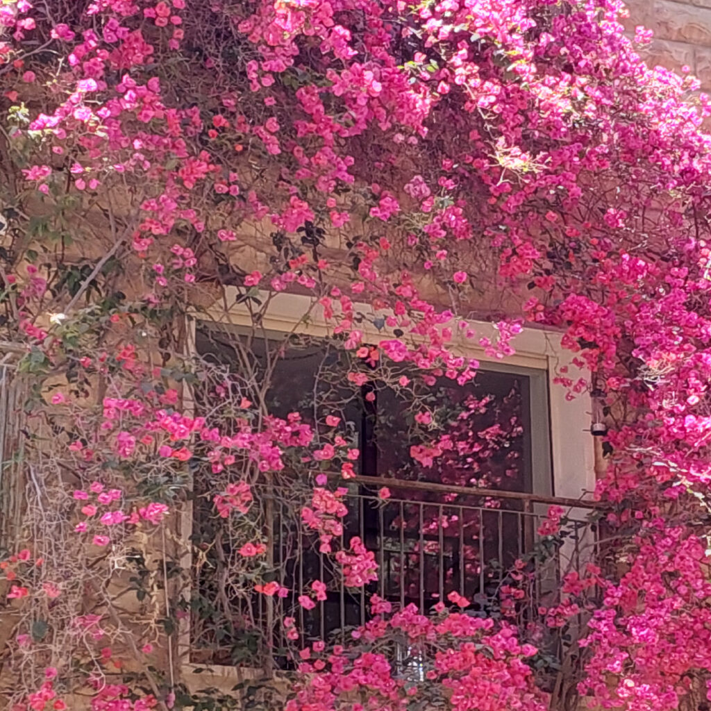 מרפסת ססגונית עם פרחים וורדים - כמשל ל פומו בחיים - הדשא של השכן וורוד יותר